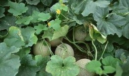 大漠马帮吃哈密瓜,穿越沙漠的甜蜜之旅