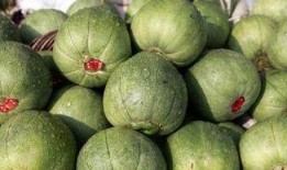 小朋友吃甜瓜怎么挑瓜,小朋友挑瓜秘籍