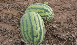 小吸吃瓜,揭秘娱乐圈那些不为人知的幕后故事