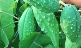 吃瓜的瓜瓢,探寻吃瓜背后的故事