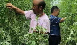 延庆吃瓜,探寻京郊特色美食之旅