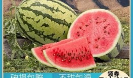 快乐吃瓜qq,畅享网络娱乐盛宴——揭秘快乐吃瓜QQ的魅力