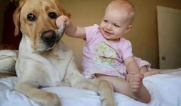 小孩吃瓜狗吃虫视频大全,小孩吃瓜狗吃虫，欢乐视频大盘点