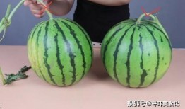 小瓜吃瓜记,揭秘瓜界风云，品味人生百态