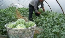 你喜欢吃脆瓜还是沙瓜呢,脆瓜与沙瓜的口感对决