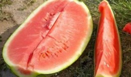 如何快速吃瓜视频,快速吃瓜视频攻略解析