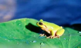 青蛙买孩子吃瓜,一场荒诞的寓言之旅