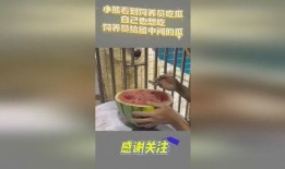 吃瓜小熊借钱,揭秘借款背后的故事
