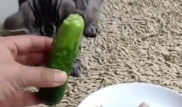 想吃瓜的吃瓜,揭秘“想吃瓜的吃瓜”的独特魅力