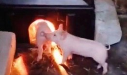 曹县吃瓜最快视频,最快视频揭秘