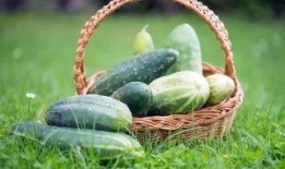 春季吃瓜的好处,吃瓜解燥，健康生活新选择