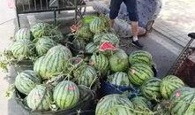 莱州驿道吃瓜事件,一场引发热议的网络奇谈