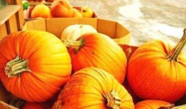 吃南瓜藤瓜视频大全,探索美味与营养的完美结合