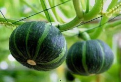 吃南瓜藤瓜视频大全,探索美味与营养的完美结合