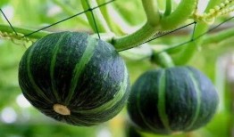 吃南瓜藤瓜视频大全,探索美味与营养的完美结合