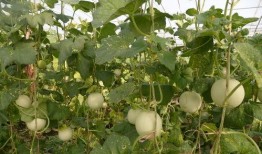 甘肃建筑吃瓜,瓜果飘香中的建筑艺术之旅