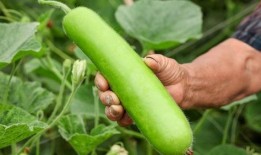 瓜有苦味可以吃吗,探究瓜类苦味与食用安全