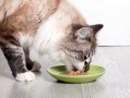 猫咪吃瓜录视频,萌宠瓜界新秀