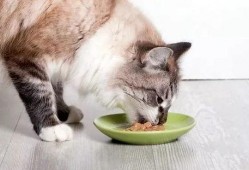 猫咪吃瓜录视频,萌宠瓜界新秀