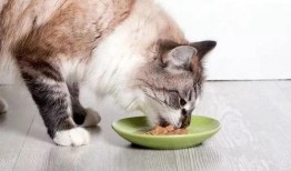 猫咪吃瓜录视频,萌宠瓜界新秀