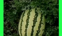 合集今日吃瓜 每日吃瓜,跟随“今日吃瓜”探寻娱乐圈新鲜事