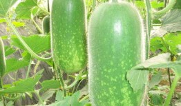 方瓜减肥可以吃吗,健康美味两不误，轻松享瘦新选择