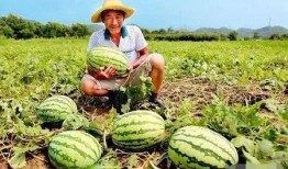 朱元璋瓜地吃瓜,从瓜农到帝王的逆袭之路