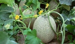 吃哈密瓜润肠,天然美味，肠道健康好伴侣