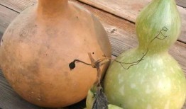 贫血可以吃葫芦瓜吗