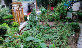 小区外边吃瓜贩,揭秘小区外瓜贩的美食传奇