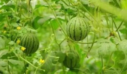 烈日炎吃瓜视频,夏日短视频狂欢记