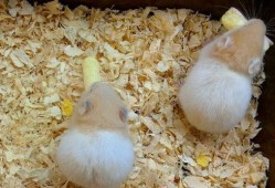 仓鼠吃瓜吃皮视频,萌宠美食新体验