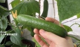 欢迎大家来摘瓜吃瓜