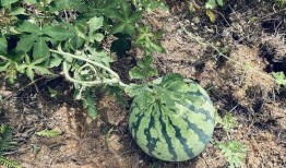 丰收瓜能泡了吃,尽享田园风味新体验