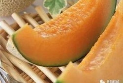 吃瓜的哈密瓜,吃瓜者的甜蜜诱惑