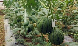 如何快速吃瓜视频,快速吃瓜视频攻略解析