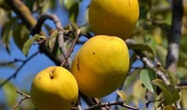 海棠果冰淇淋吃瓜,夏日清凉新宠，吃瓜乐趣无限