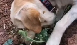 给狗子吃瓜,狗子欢享夏日美味时光