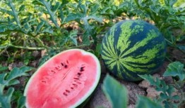 河南周晨吃瓜,揭秘吃瓜群众的狂欢盛宴