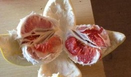 吃蜜瓜嘴唇麻,一啜甜蜜，唇齿留麻的奇妙体验