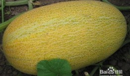 海口新鲜哈密瓜怎么吃,海口新鲜哈密瓜的多样食法探索