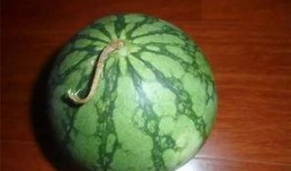 摔瓜吃老瓜,传承与创新的故事