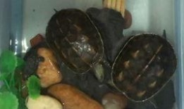 小乌龟吃黄色瓜,小乌龟的黄色瓜之旅