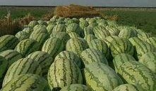 卖西瓜吃瓜视频,跟随卖瓜视频，一窥夏日消暑新潮流