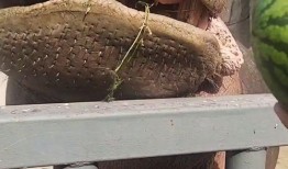 河马吃瓜搞怪图片,萌态十足，搞怪瞬间引网友爆笑