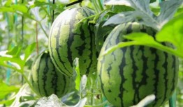 广西吃瓜群众名称