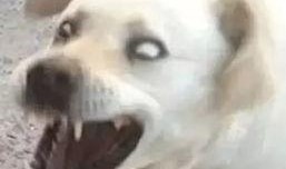 吃瓜魔性表情,揭秘网络狂欢背后的心理奥秘