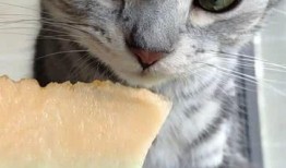 猫猫吃瓜个人账号,揭秘娱乐圈那些不为人知的幕后故事