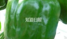 带你吃瓜蔬菜图片