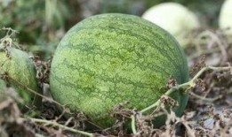 兰州学院吃瓜,吃瓜群众眼中的校园生活剪影